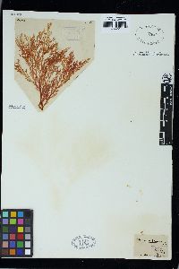 Plocamium preissianum image