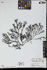 Chondrus pinnulatus image