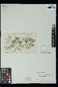 Boergeseniella fruticulosa image