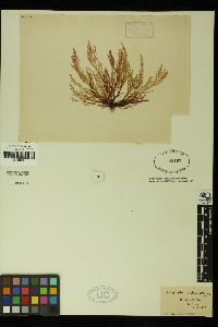 Rhodophyllis multipartita image