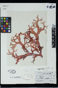 Sarcodiotheca dichotoma image