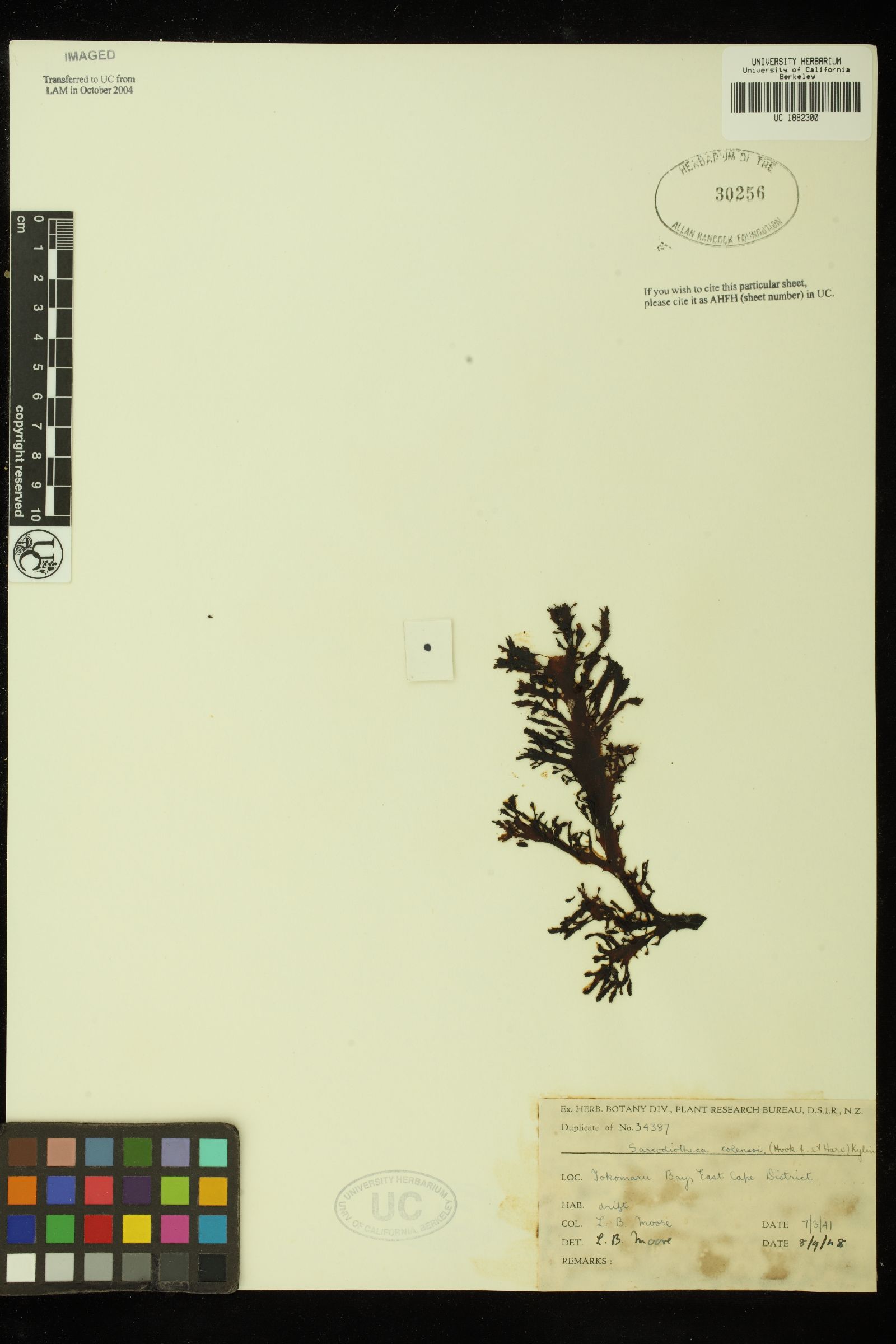Placentophora colensoi image