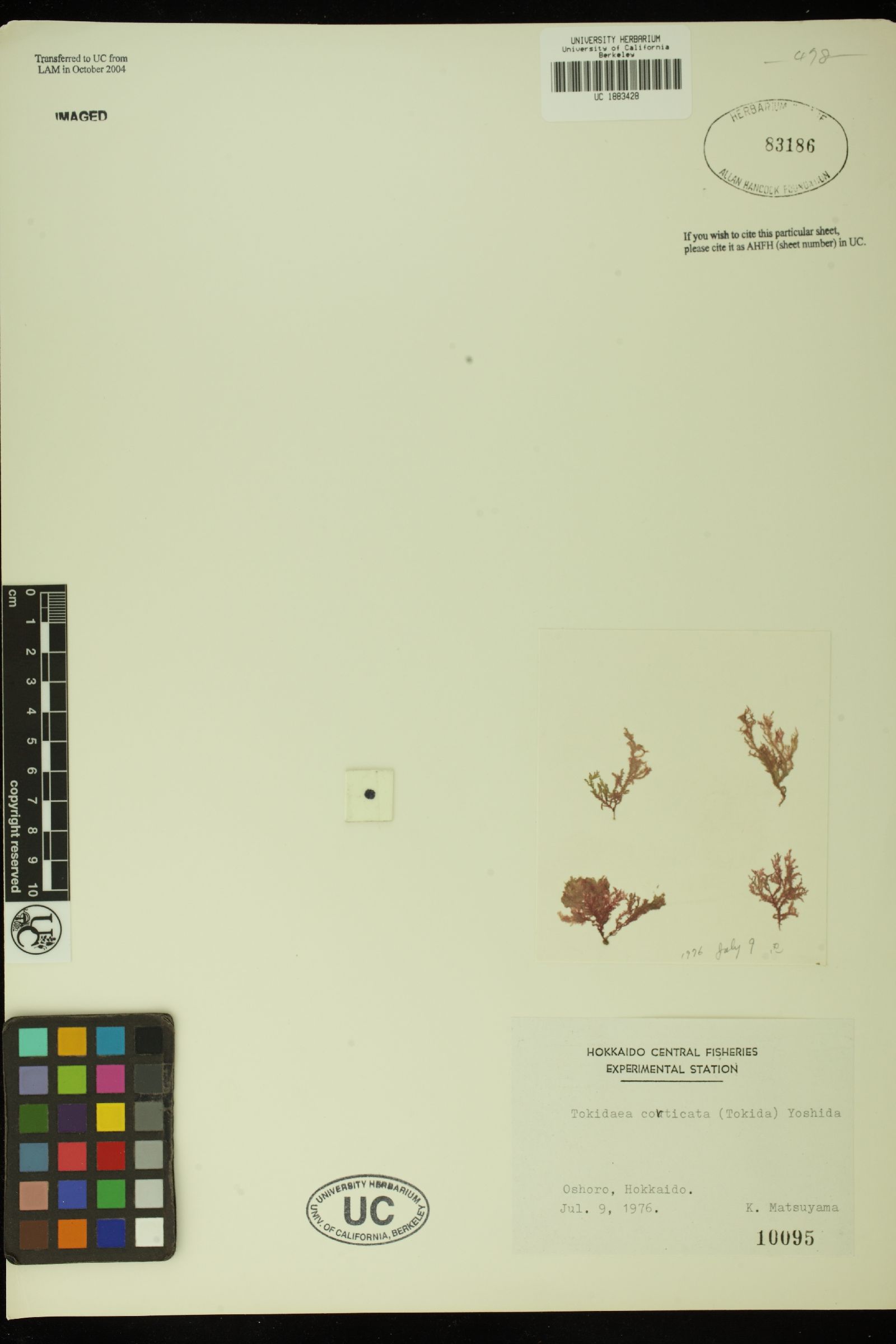 Tokidaea corticata image