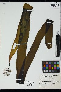 Laminaria japonica image