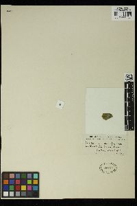 Microspongium radians image