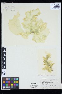 Ulva australis image