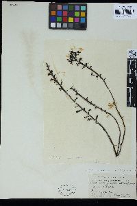 Sargassum fusiforme image