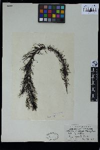 Coccophora langsdorfii image