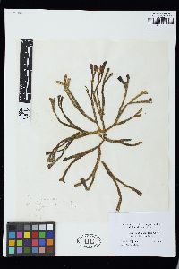 Codium contractum image