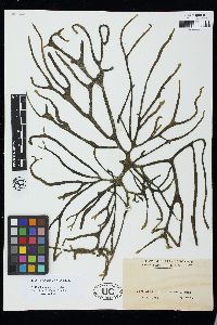 Codium subtubulosum image