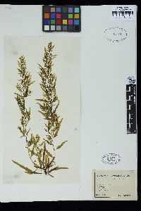 Sargassum tenerrimum image