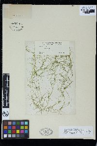Nitella flexilis f. laxa image