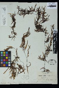 Sargassum flavicans image