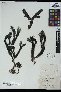 Fucus serratus image