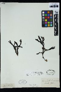 Botryoglossum platycarpum image