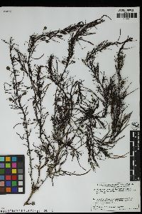 Sargassum yendoi image