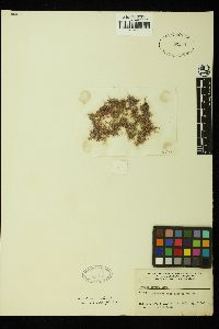 Hypnea musciformis var. esperi image