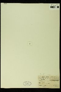 Hydrolithon craspedium image