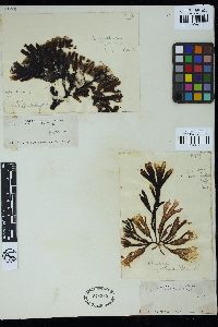 Gigartina spathulata image