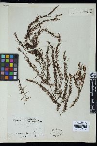 Sargassum carpophyllum image