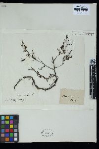 Sargassum paradoxum image