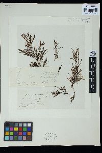 Sargassum vestitum image