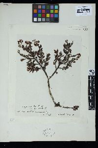 Sargassum grevillei image