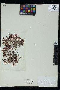 Phyllophora pseudoceranoides image