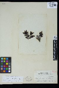 Sargassum myriocystum image