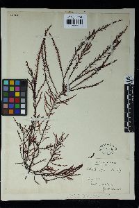 Neoptilota asplenioides image