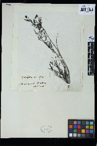 Cystoseira trinodis image