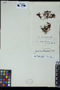 Homoeostrichus sinclairii image