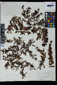 Sargassum spinuligerum image