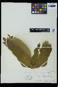 Codium latum image