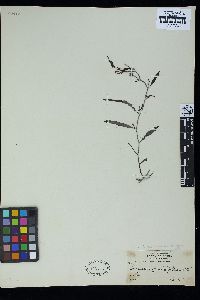 Sargassum graminifolium image