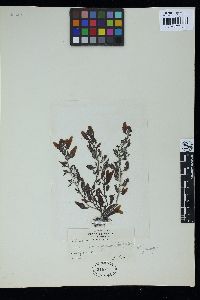 Sargassum hemiphyllum image