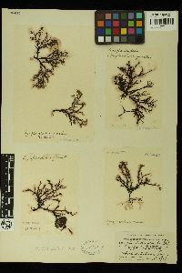 Symphyocladia latiuscula image