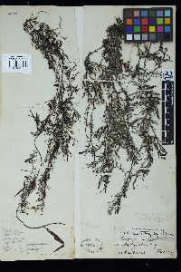 Sargassum vachellianum image