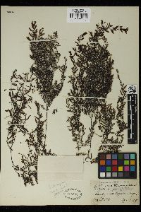 Sargassum parvifolium image