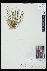 Caulerpa brownii image