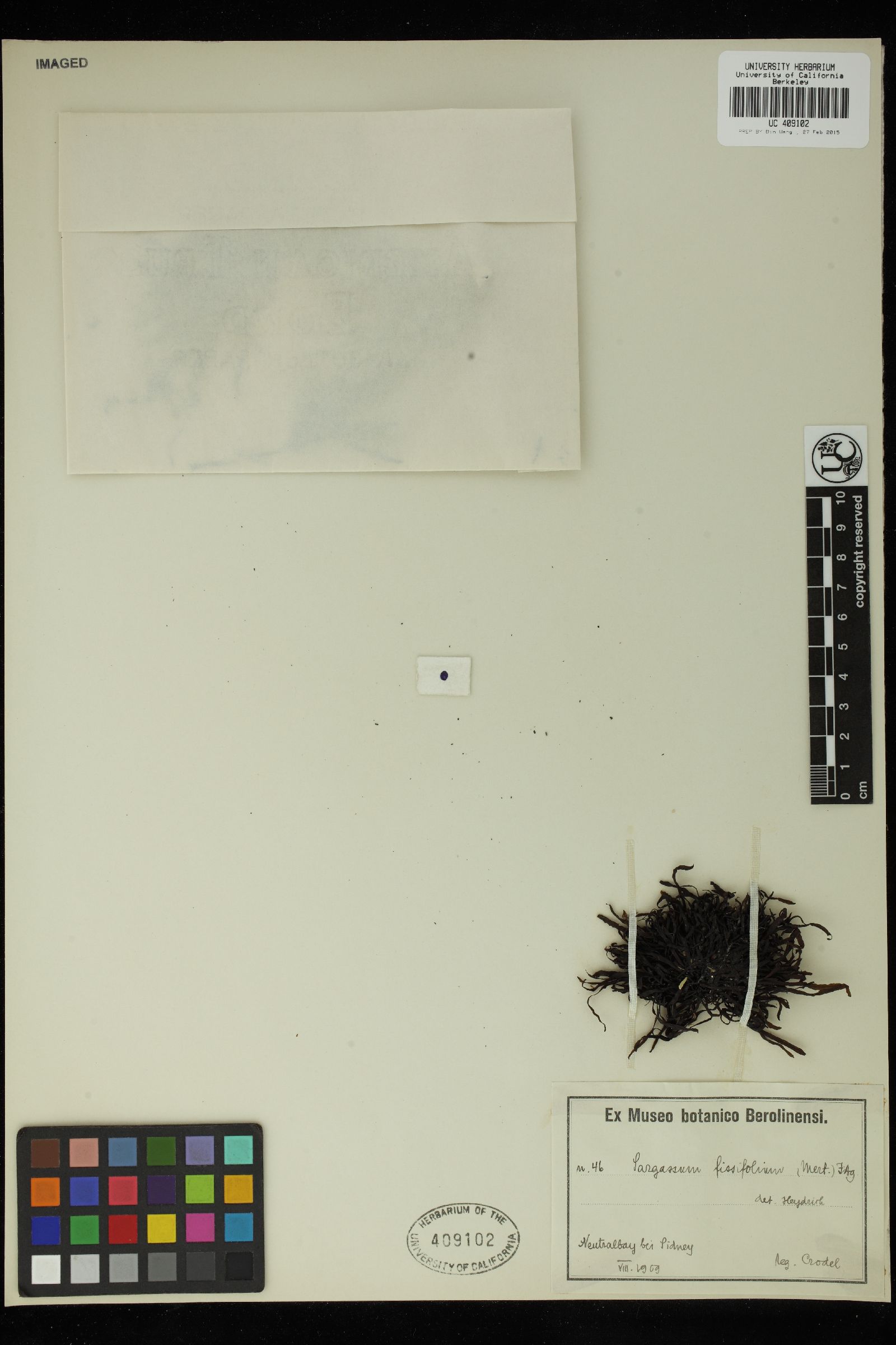 Sargassum fissifolium image