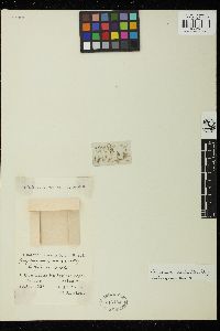 Cladophora echinus image