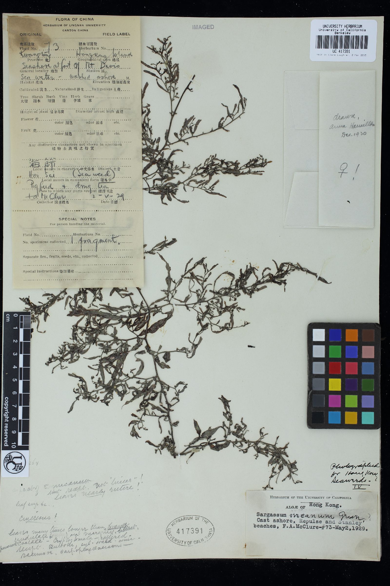 Sargassum incanum image