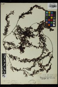 Sargassum nipponicum image