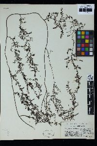 Sargassum mcclurei image