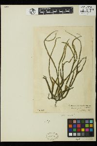 Codium cylindricum image