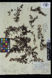 Sargassum tenerrimum image