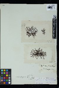 Mychodea marginifera image