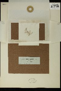 Amphiroa capensis image