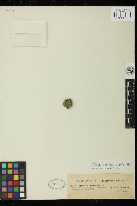 Cladophora echinus image